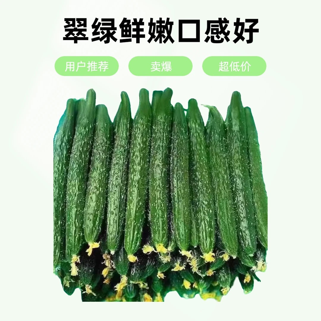 新鲜黄瓜绿瓤【头茬现摘现发】榨汁必备农产品露天黄瓜田间地头