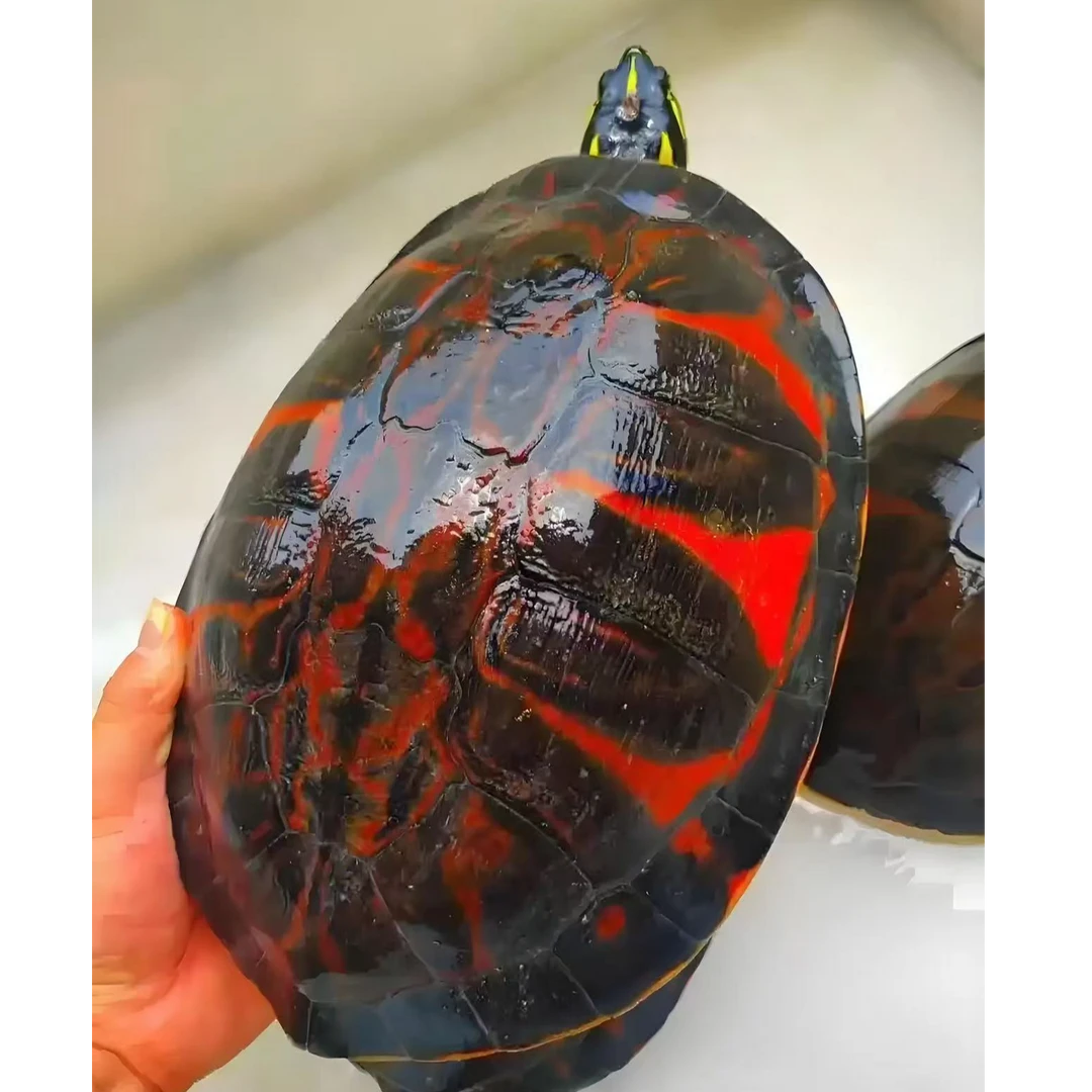 火焰龟深水（售后问题提供开箱视频）