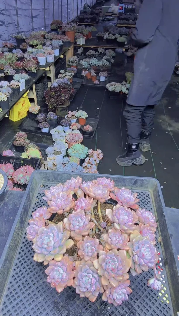 馨****8048大白鹭一物一拍所见即所得