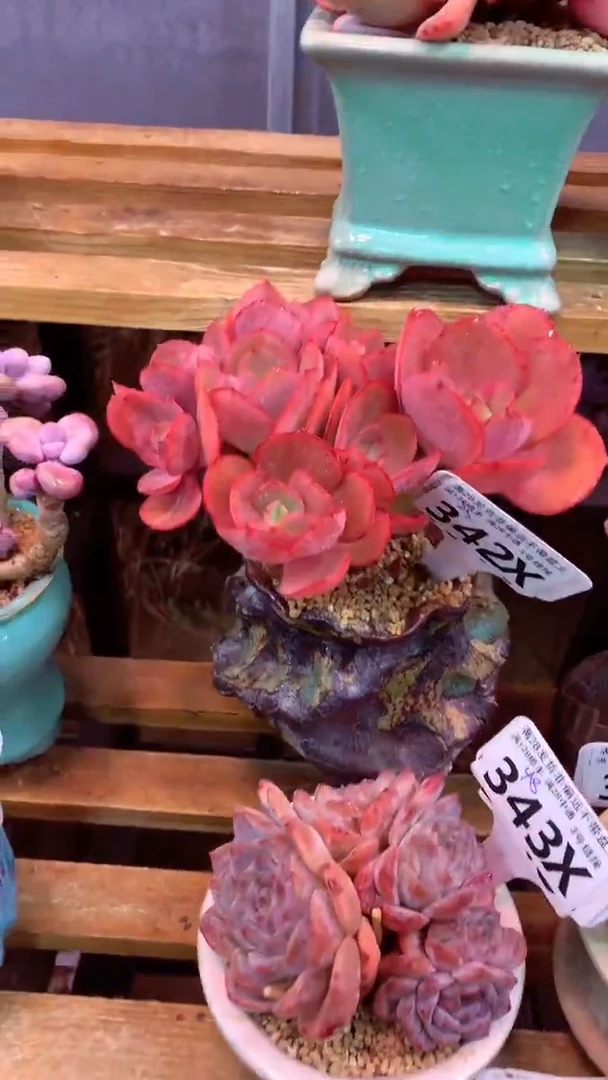 342X（一物一拍实付满28发货，默认不带盆土）