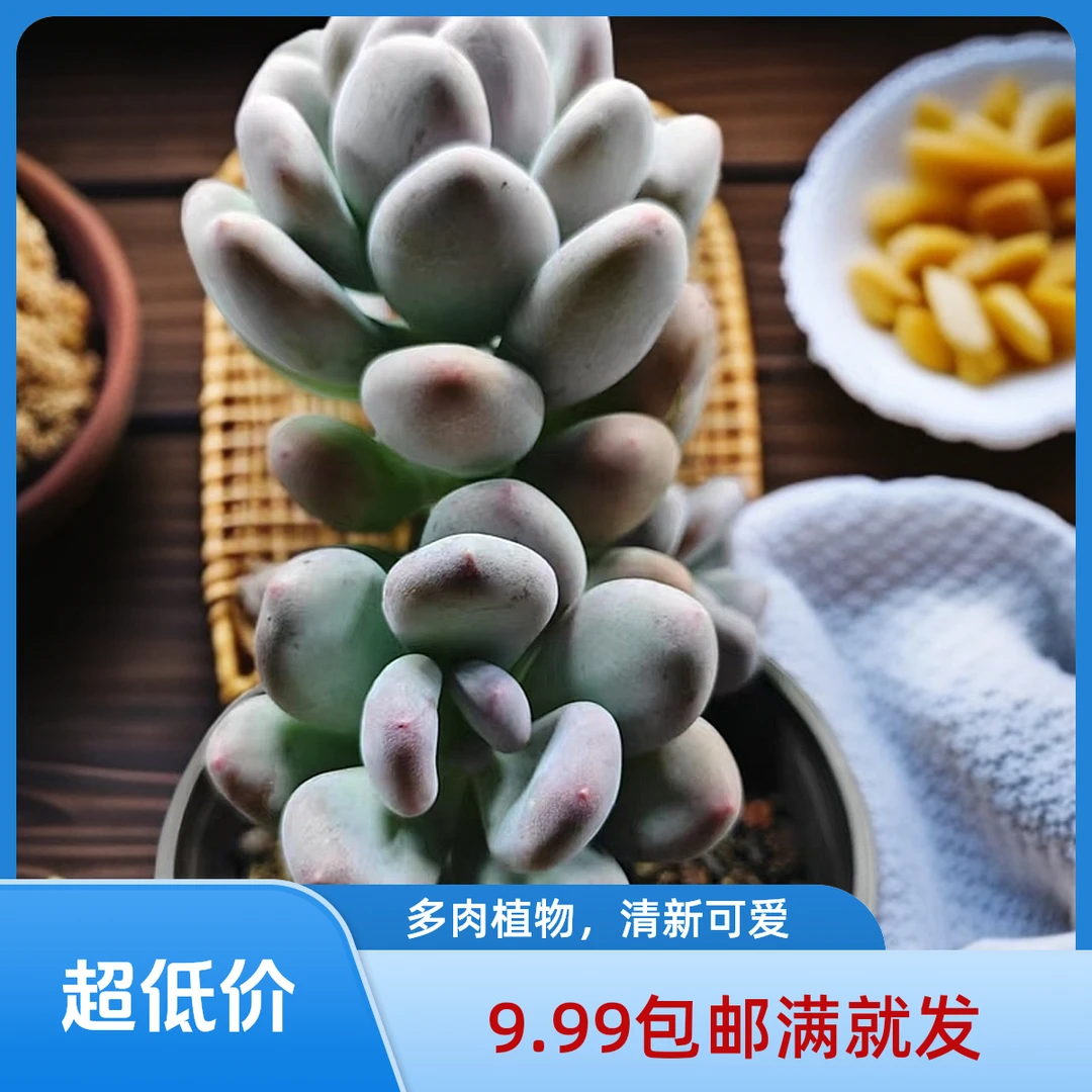 桃美人(拼满10元包邮)多肉植物阳台露台办公室绿植植新手好养