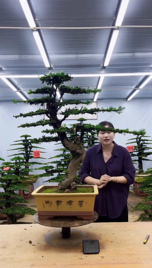 无花朵一物一拍,所见即所得