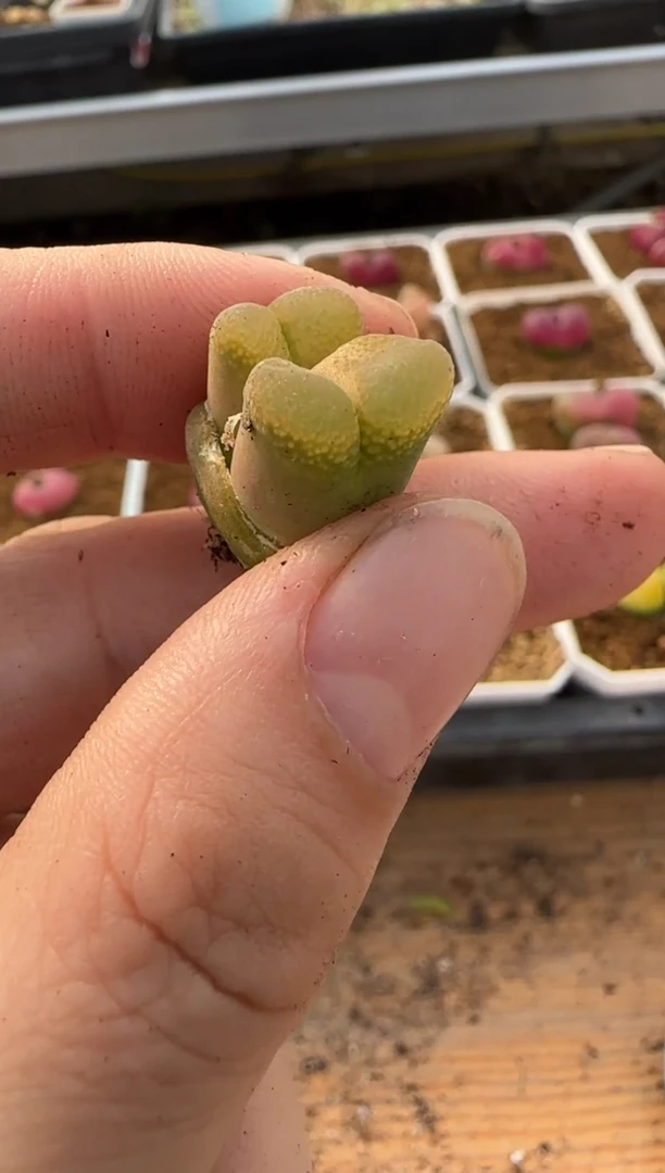 【闪购商品】20-296