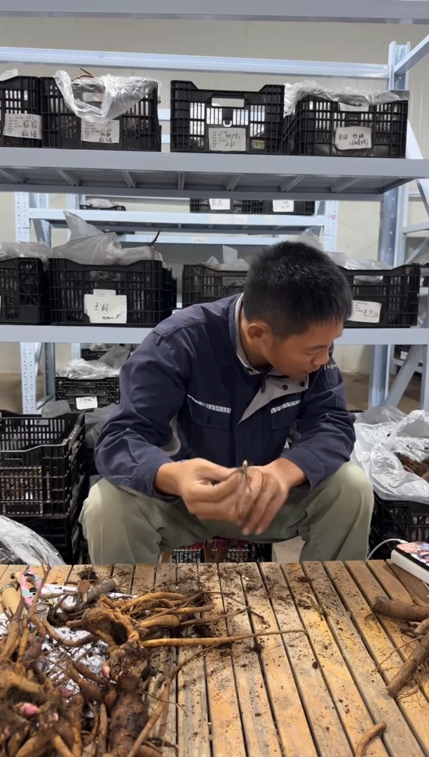 风***子风一样的男子  嫁接套装