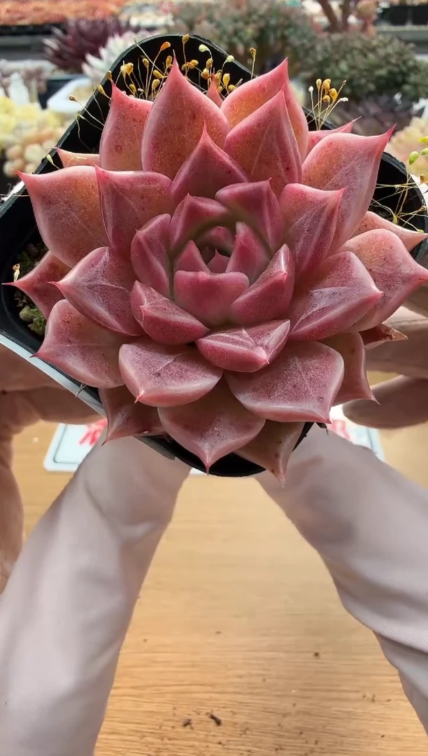 东云多肉园二店-93