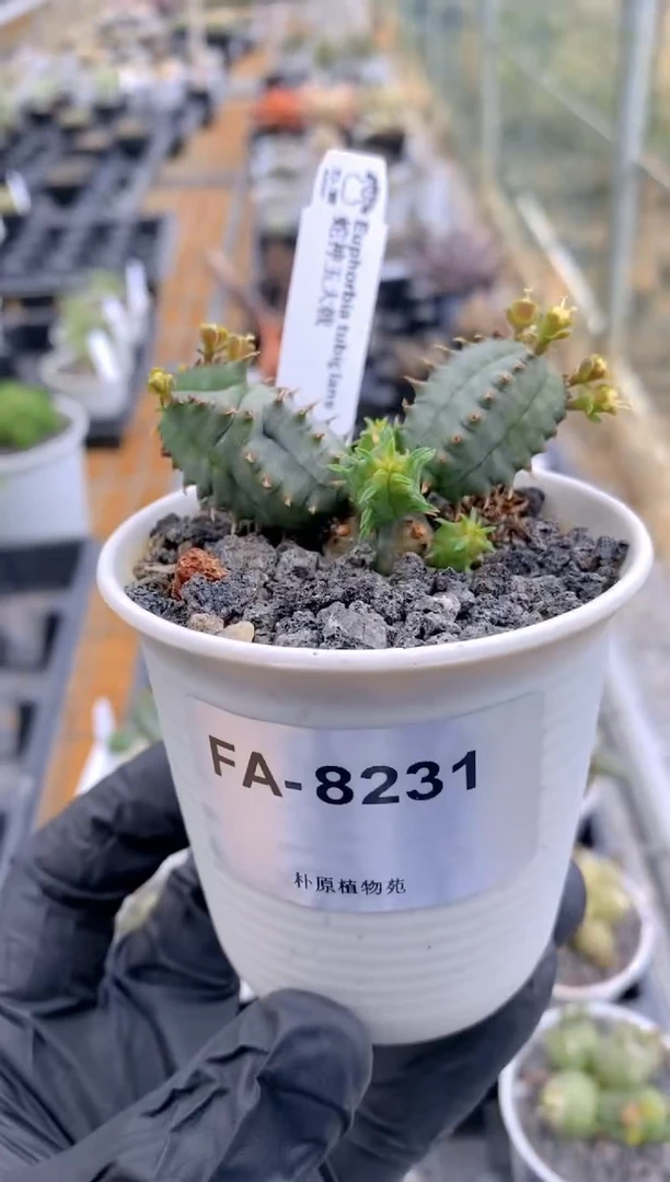 【闪购商品】蛇神玉FA-8231