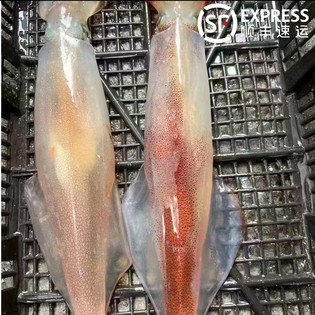 【产季优惠】刺身级海钓 火箭筒鱿鱼 新鲜 笔管鱿鱼 鲜活冻烧烤铁板