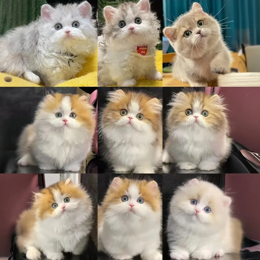 [猫咪链接] 猫咪竞拍专属链接