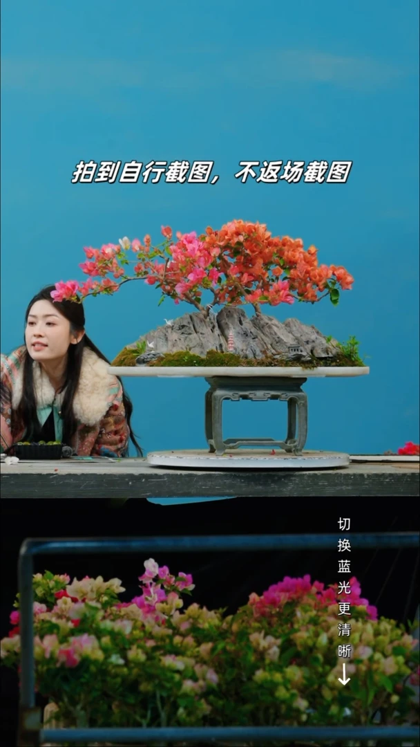 全部花朵炫**鹉三角梅老桩盆景