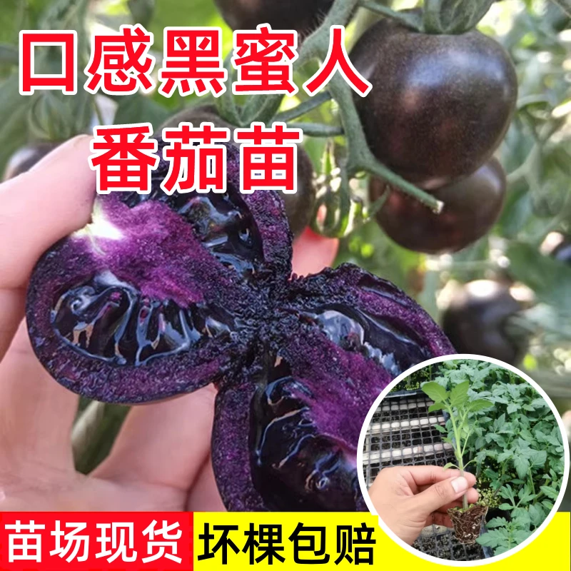 口感黑蜜人番茄苗秧四季种水果小西红柿苗子阳台盆栽樱桃小番茄苗