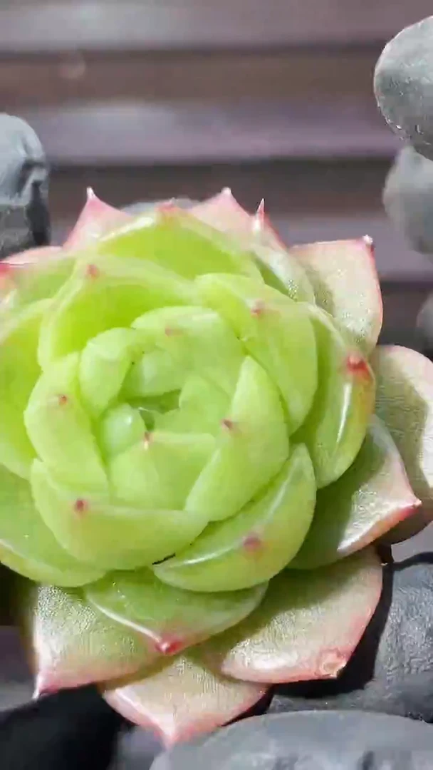 37-14   一物一拍