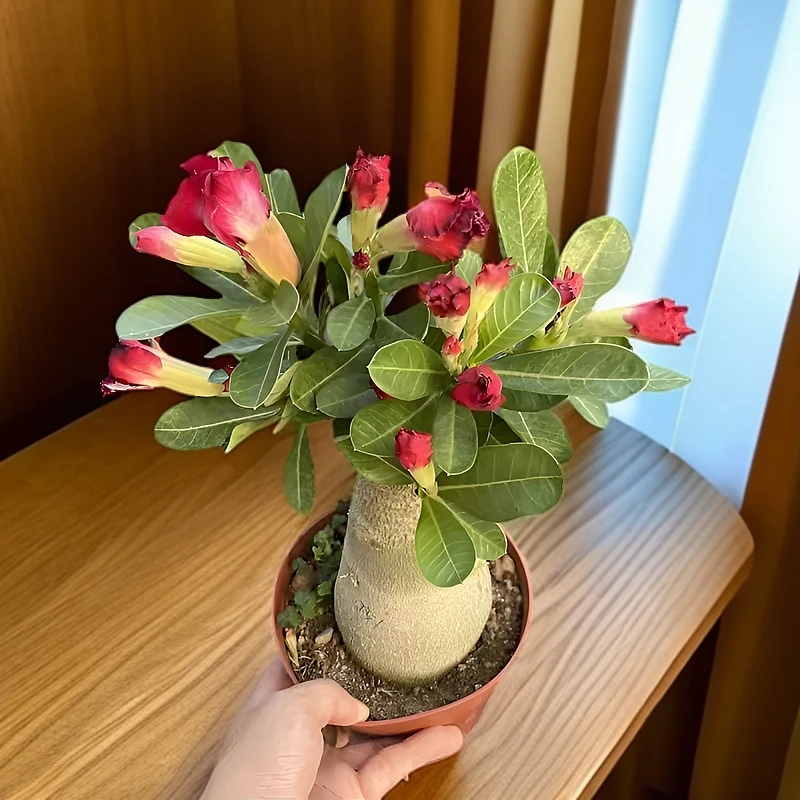 沙漠玫瑰盆栽老桩室内多色散光阳台花卉绿植盆景多肉 1年苗拍1发2
