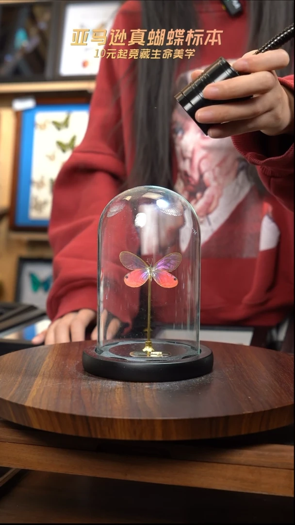 玫瑰绡眼蝶小号玻璃罩