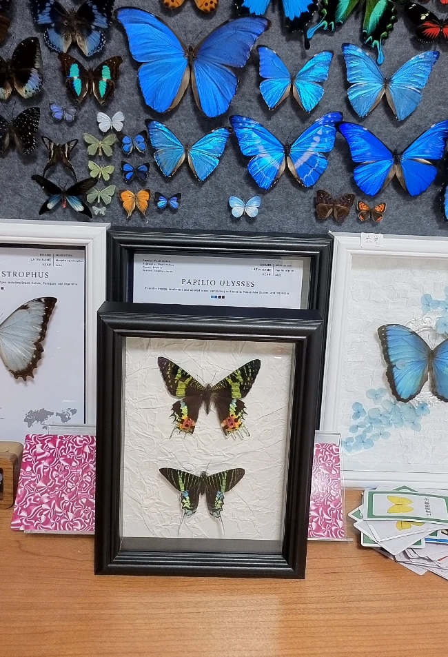 日月蛾同框成品A1