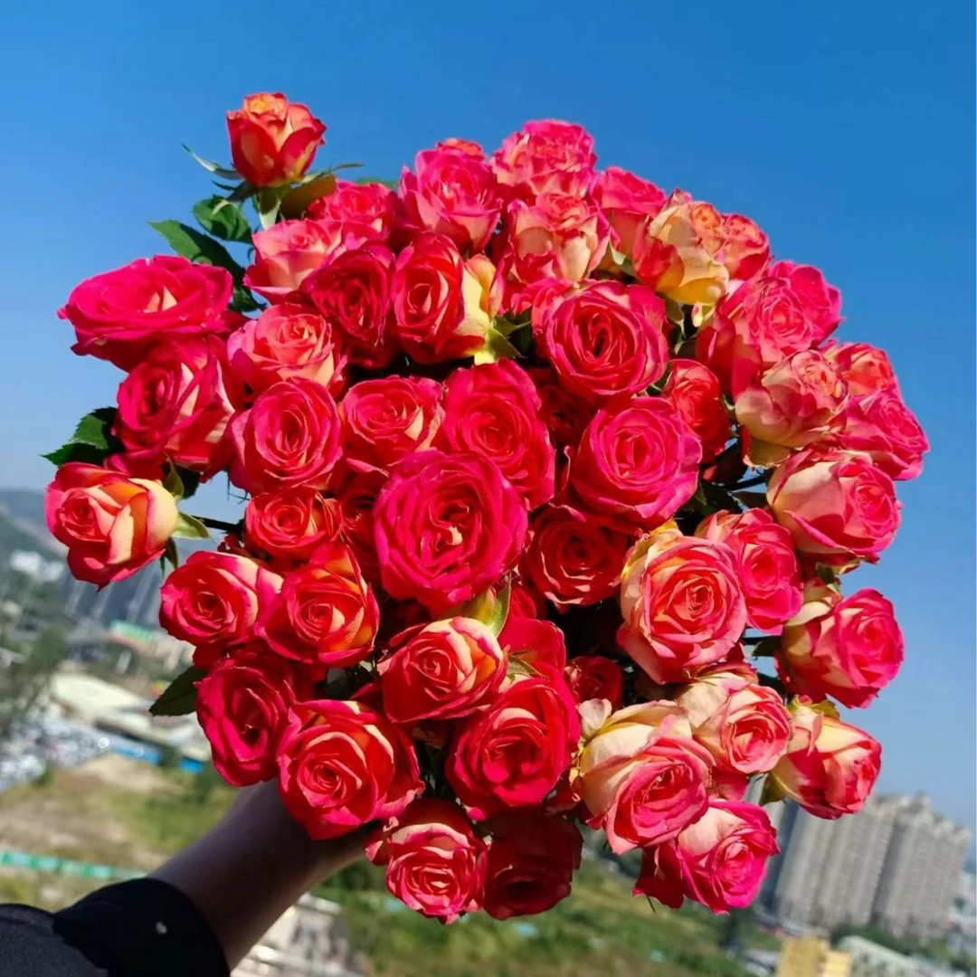逸禾农场爱丽丝多头玫瑰鲜切花玫瑰基地直采直发顺丰包邮加保鲜剂