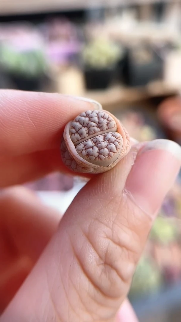 【闪购商品】9581直播一物一拍