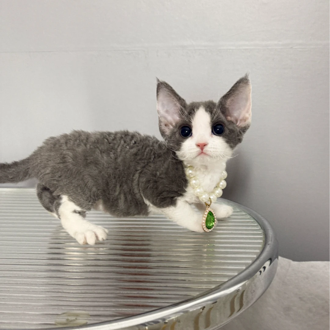 蓝白德文卷毛猫 一针疫苗一次驱虫