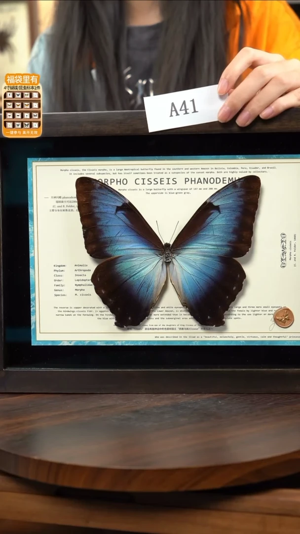 蝴蝶标本摆件竞拍a41