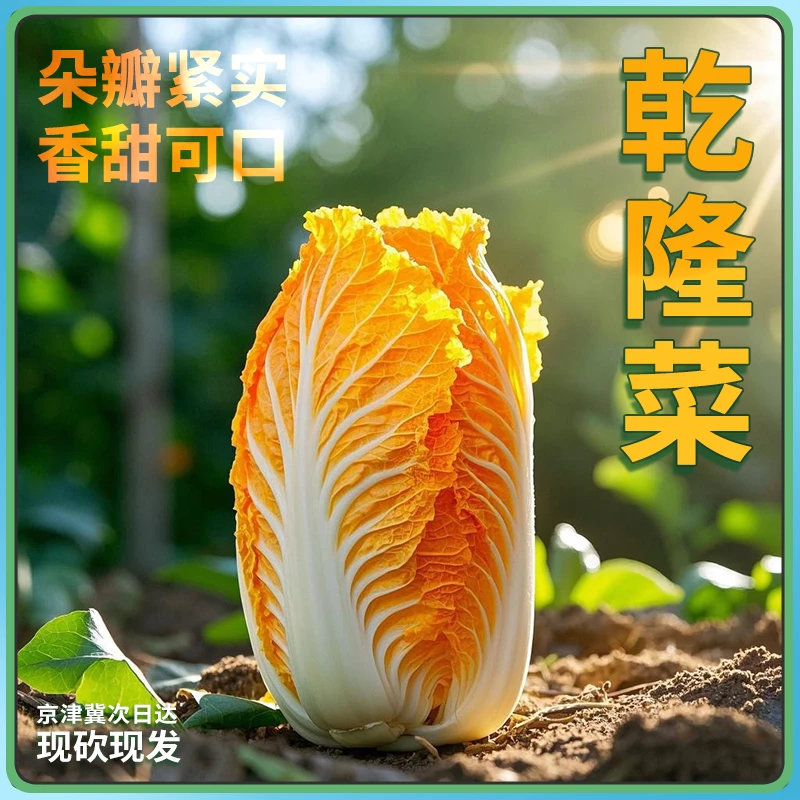 乾隆白菜（现采现摘）