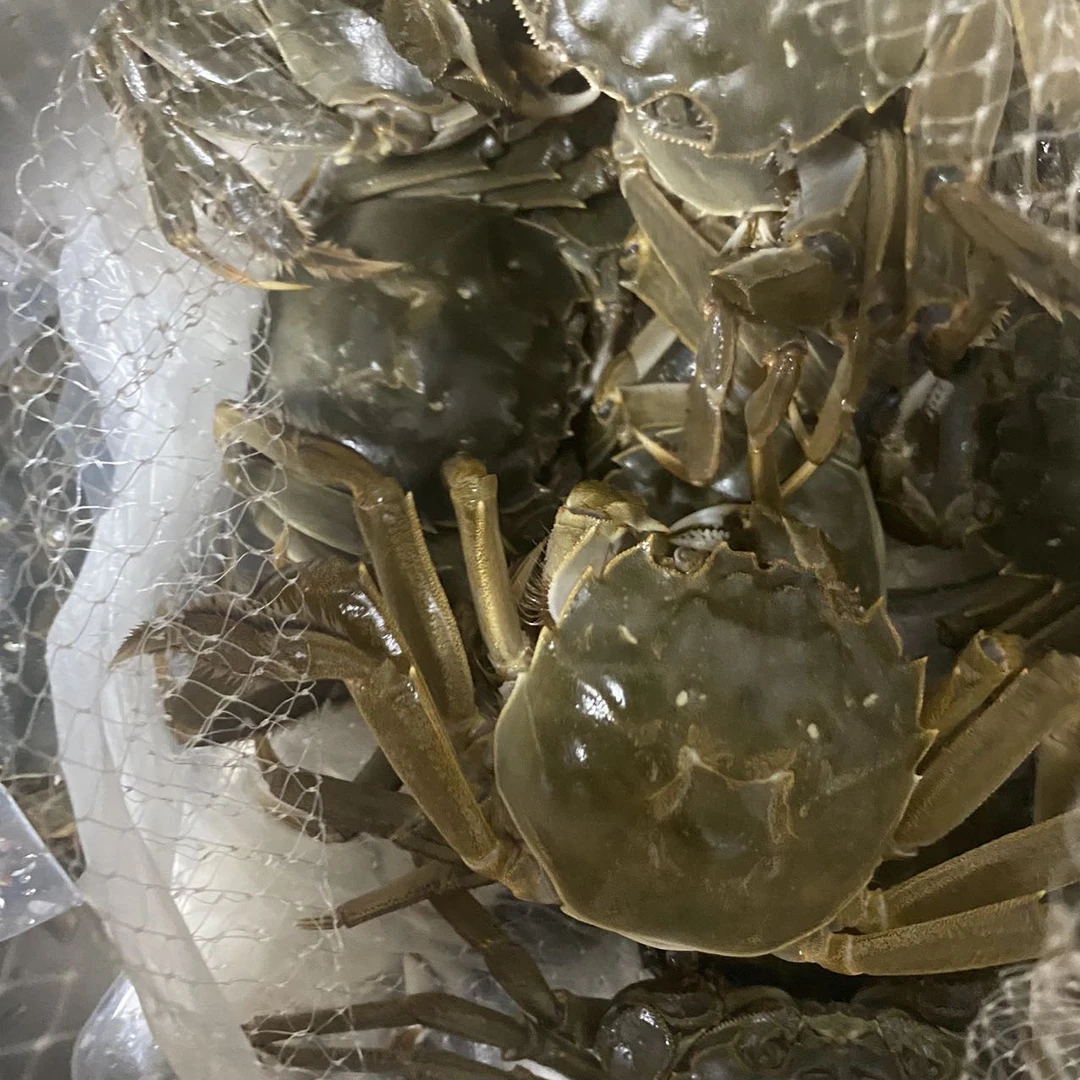 顺丰包邮包活到家阿勒泰母蟹螃蟹净重500g-1kg，规格1.9-2两/只