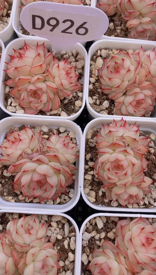 【闪购商品】D926-挚爱女王群-4厘米