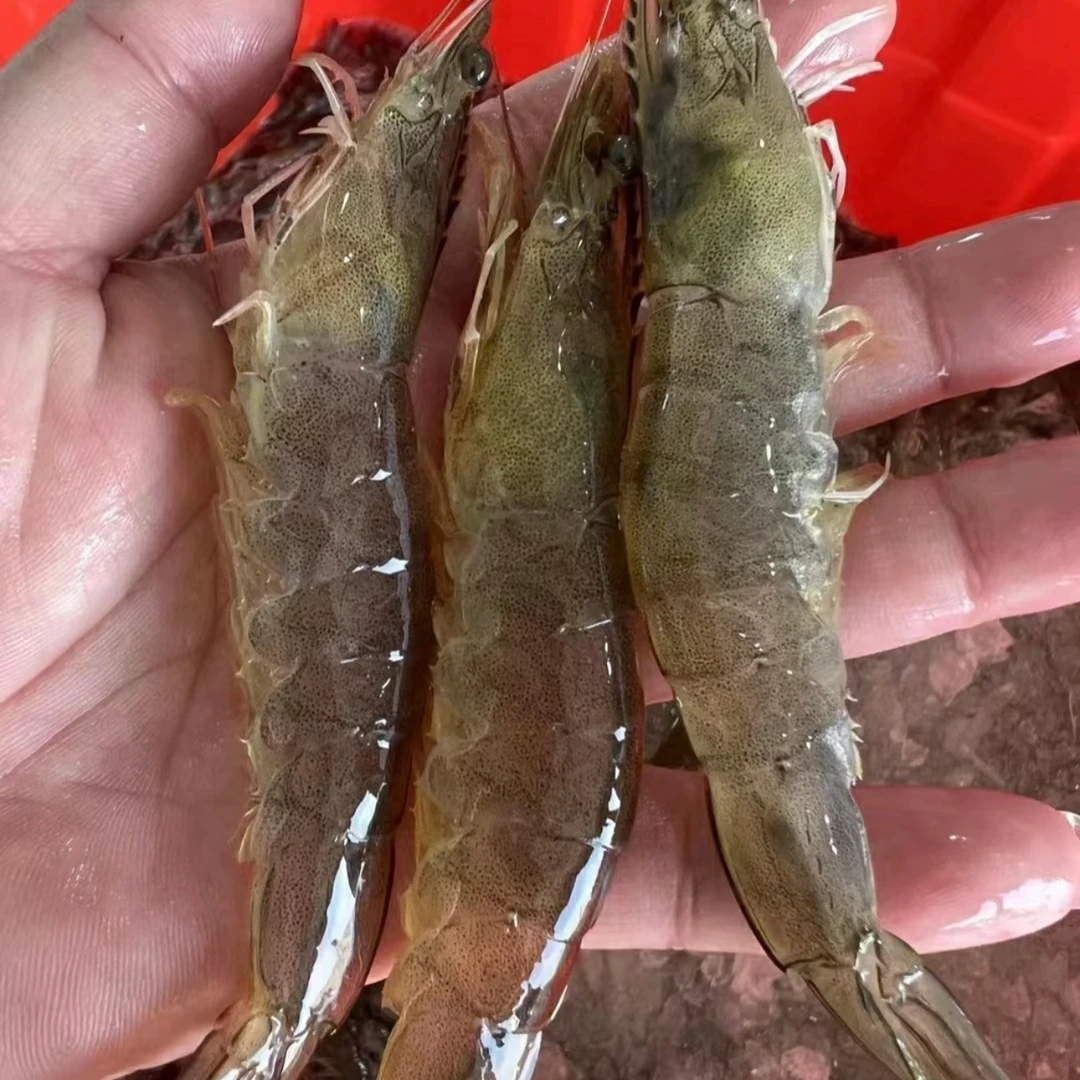 【保鲜不保活】鲜活青海虾500g约14条