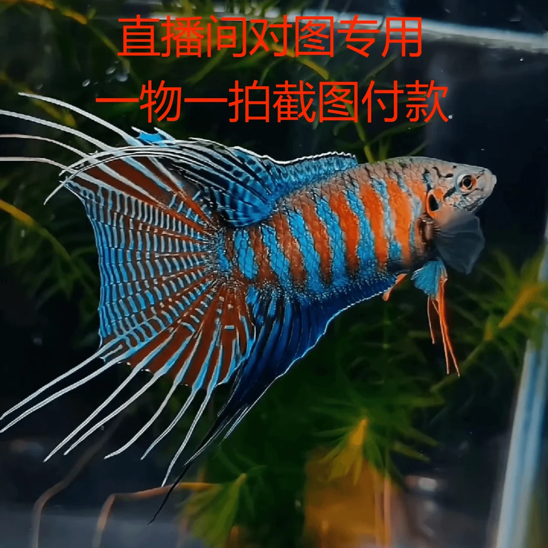 【直播间专拍】一物一拍截图付款/活体中国斗鱼淡水冷水观赏鱼耐养