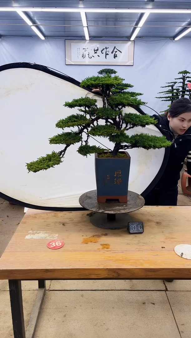 【闪购商品】高端盆景一物一拍，所见即所得