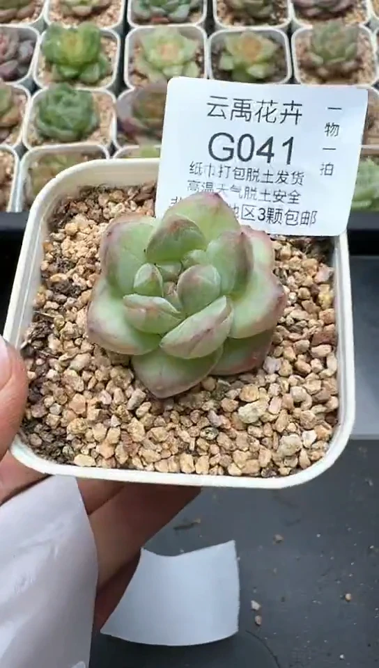 041G云禹多肉植物 默认脱土纸巾打包 3颗包邮