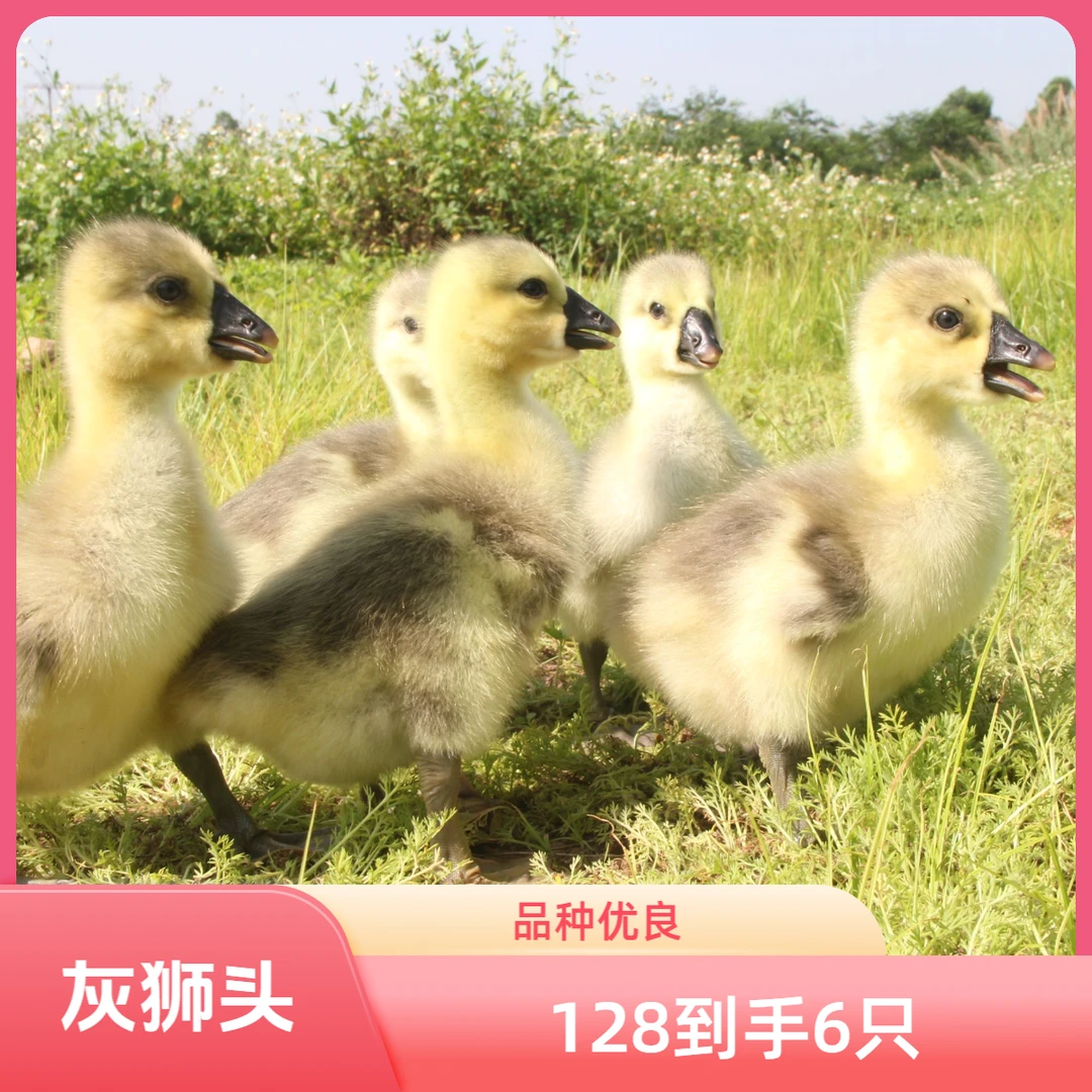 三两（左右）（狮头）娥大品种顺丰速运包邮宠物活体禽类活体