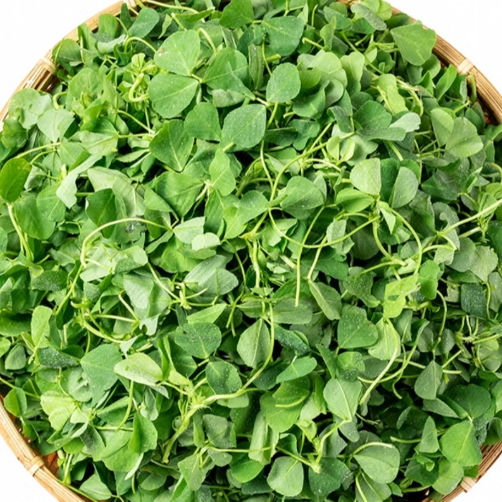 崇明大叶草头 2斤装 现采现发