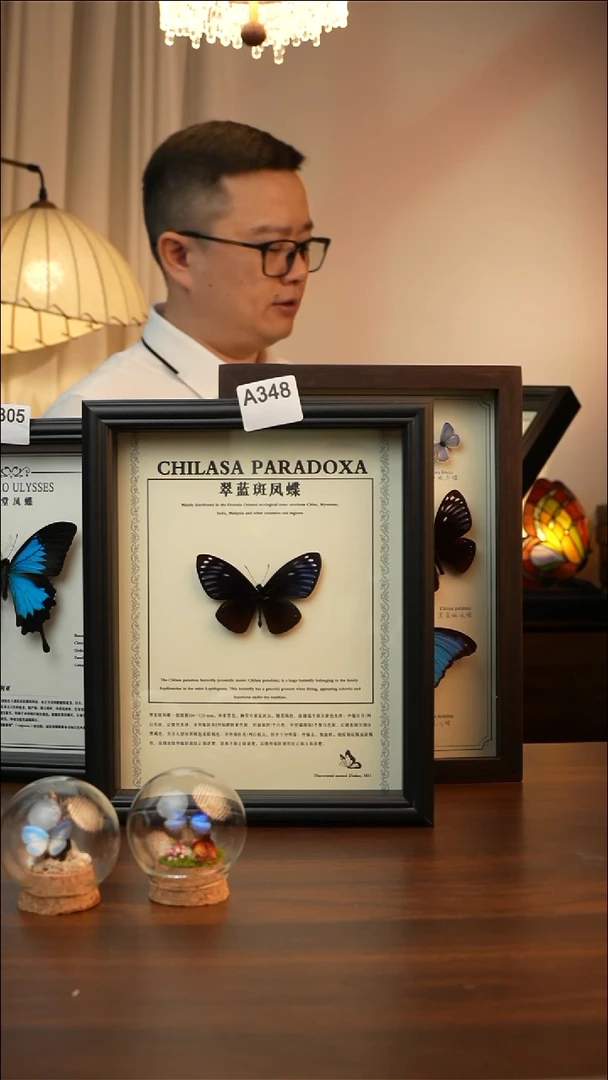 翠蓝斑凤蝶真蝴蝶标本A348