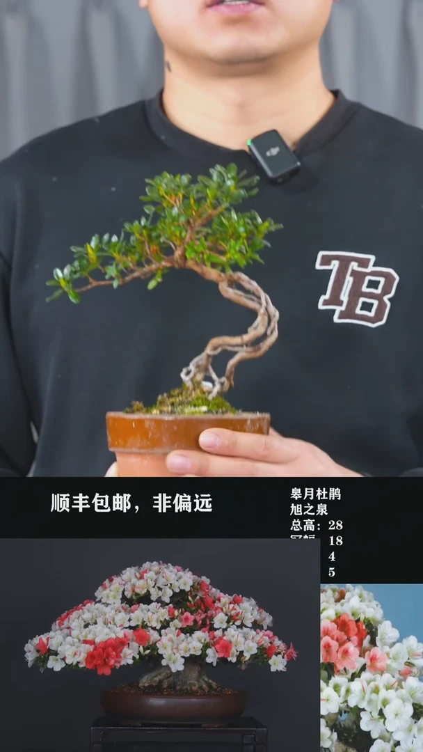 【闪购商品】-旭之泉-T24