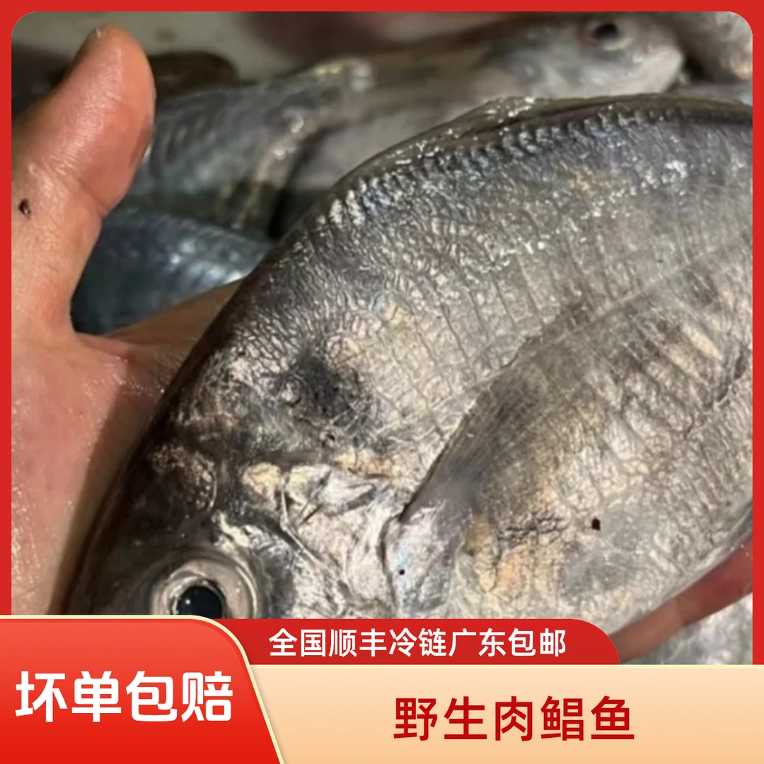 汕尾本港纯天然肉鲳鱼