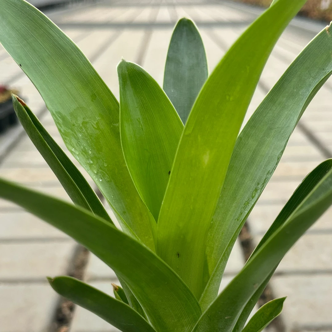 【食虫凤梨】食虫植物吃苍蝇蚊子趣味室内绿植花卉办公室盆栽好养