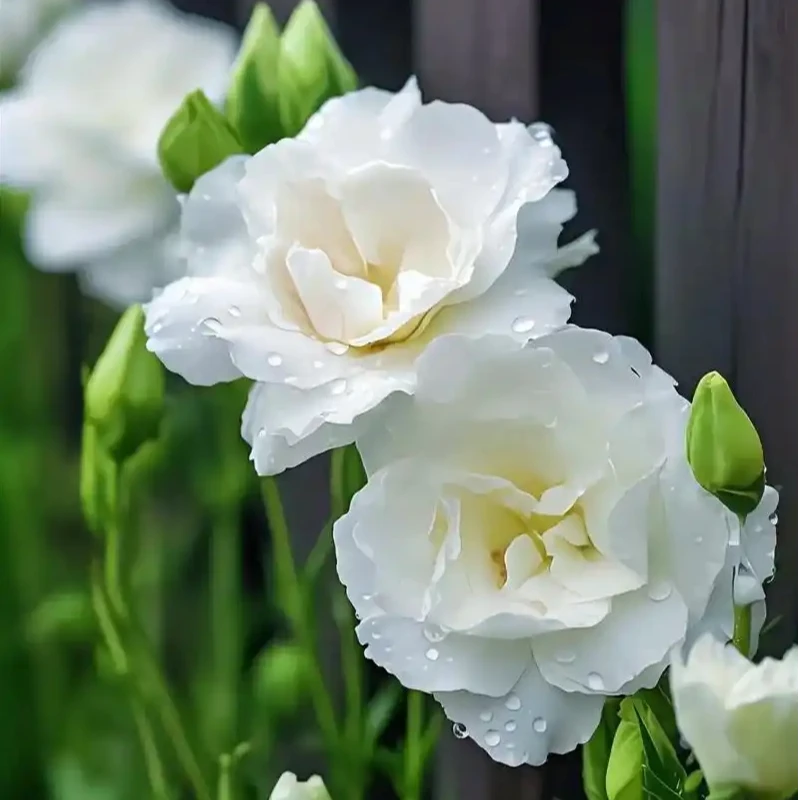 新鲜洋桔梗云南直发客厅插花水养鲜花