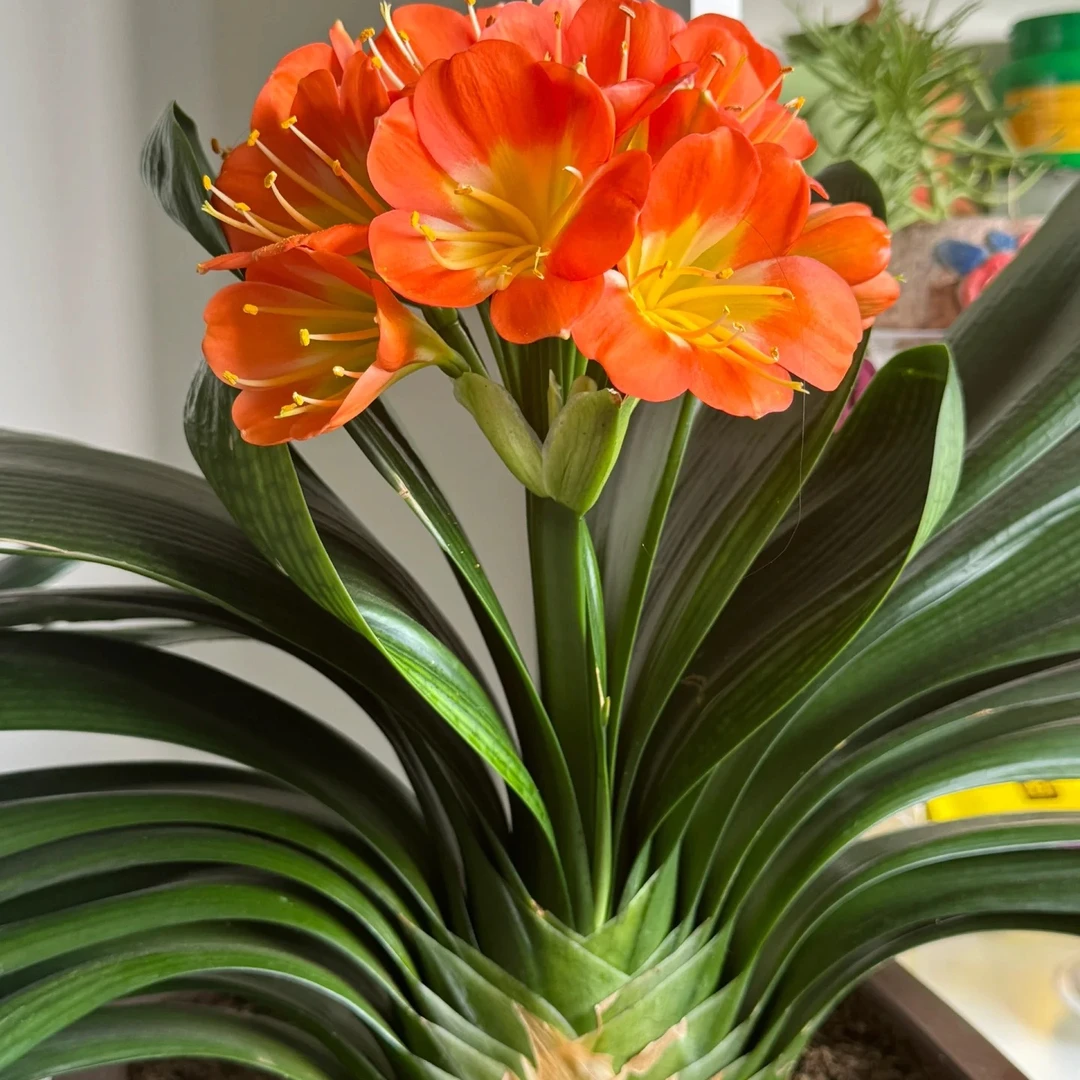 【新疆包邮】君子兰 四大兰花 当年开花好养易活