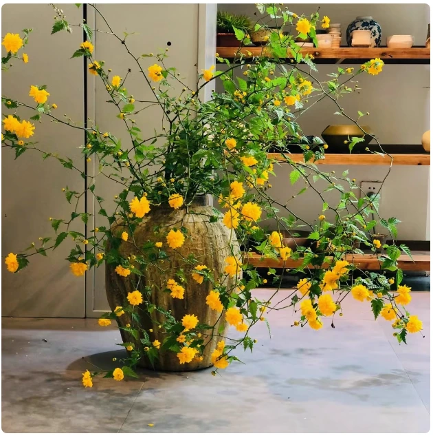 棣棠花苗 盆栽 地栽室内 室外 耐荫爬藤绿植物多花耐寒四季金灿花