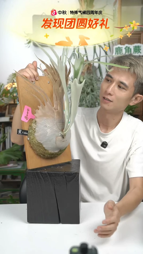 不开花植物B041-AR孢子苗