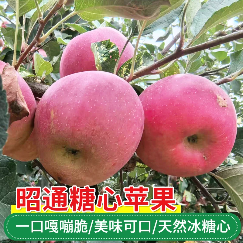 【新店福利试吃1斤装】云南昭通冰糖心苹果脆甜多汁新鲜现摘水果
