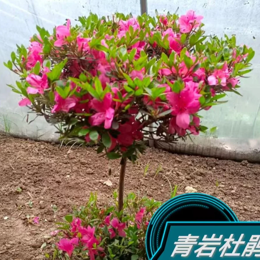 杜鹃花青岩杜鹃石岩杜鹃原生苗四季常青苗木包邮