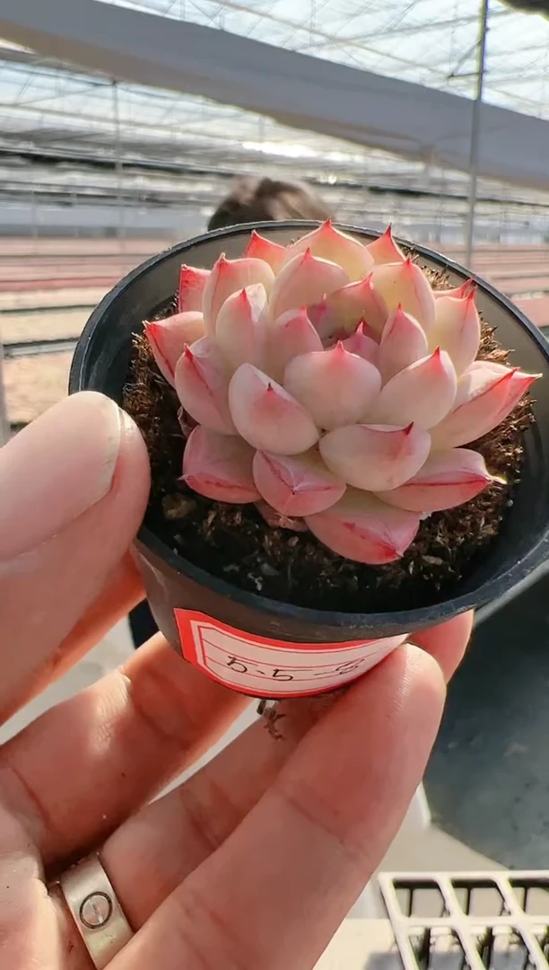 【闪购商品】精控5.5-8