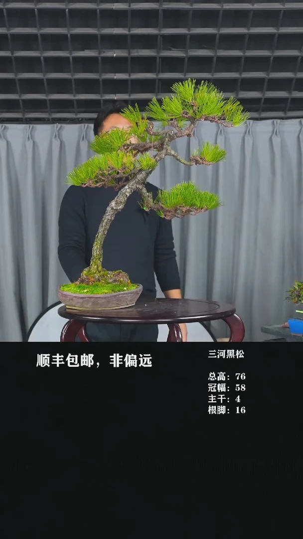 【闪购商品】-三河黑松-T43