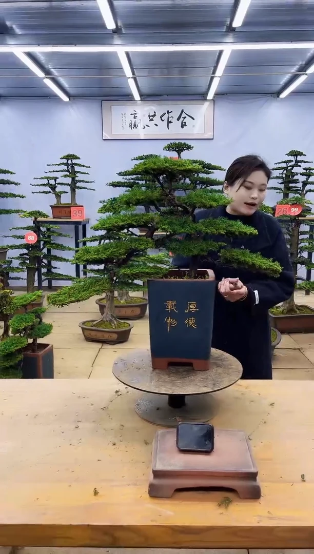 【闪购商品】高端盆景一物一拍，所见即所得