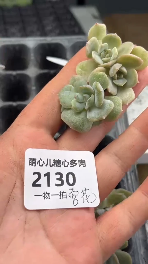 2130 宫花多肉植物量拍