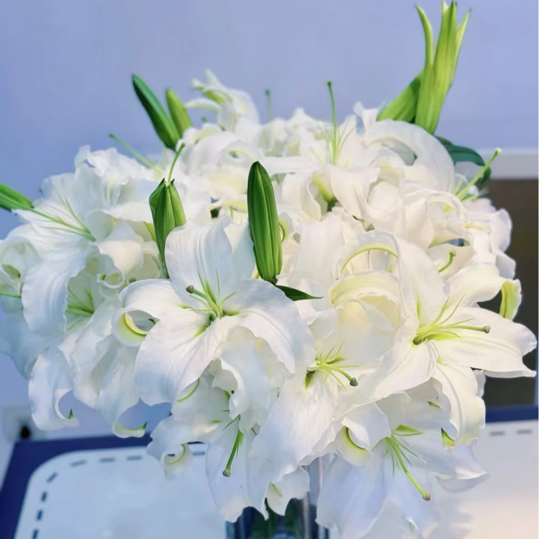 鲜花【白色香水百合】同地址两单顺丰或京东包邮送货上门+配草1扎