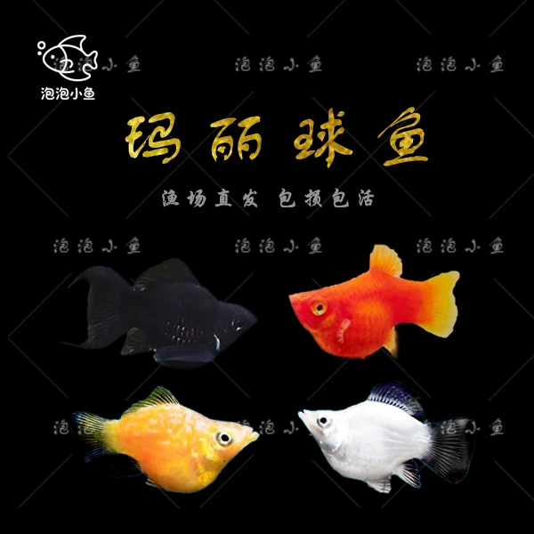 热带胎生玛丽鱼可繁殖小型观赏鱼适合水族景观