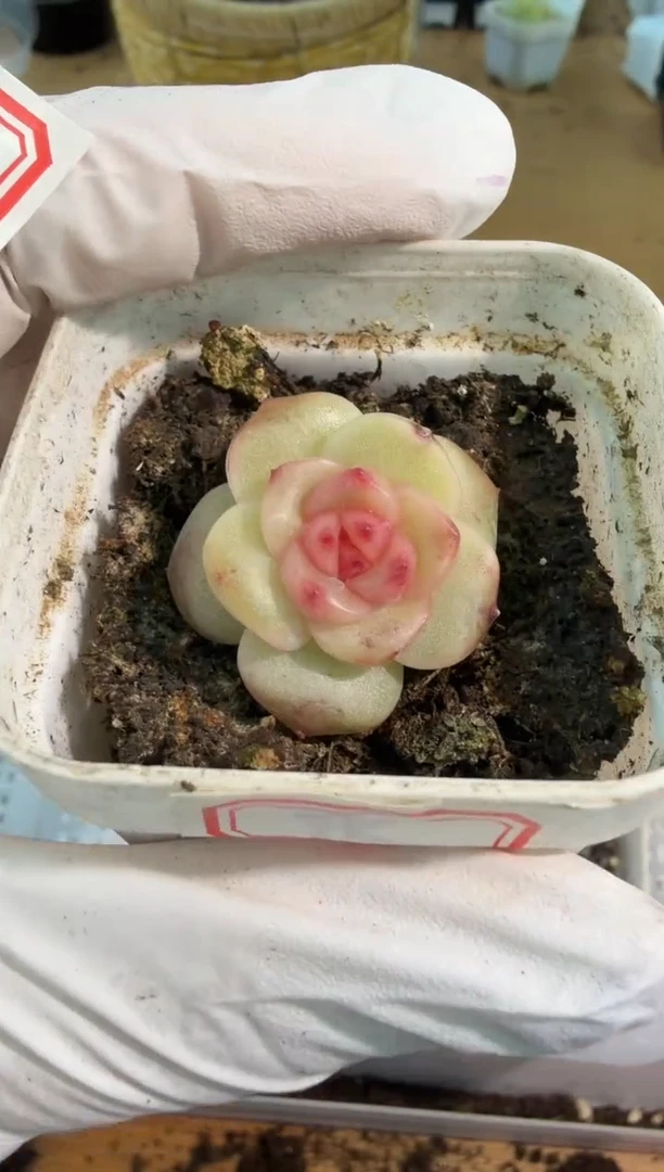 TK五方一盆 单双混 量拍混发