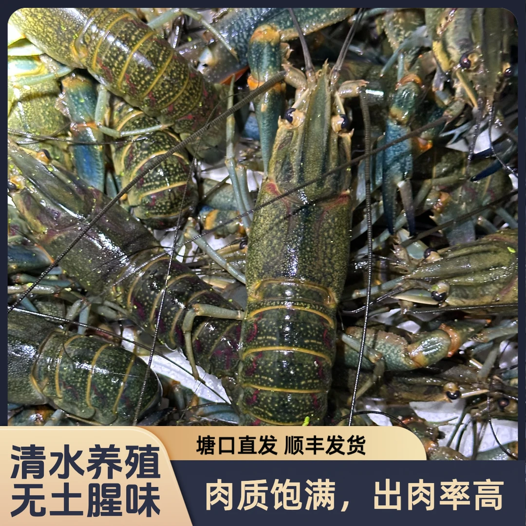 鲜活小龙虾超大澳洲淡水蓝龙虾顺丰空运淡水养殖鲜活批发带膏带黄
