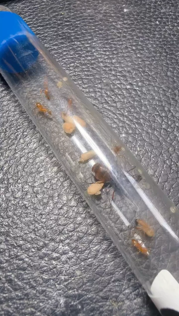 蚂蚁工坊256号南